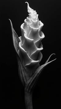 art by Robert Stivers, photograph, Panamanian Cone, Darkcore