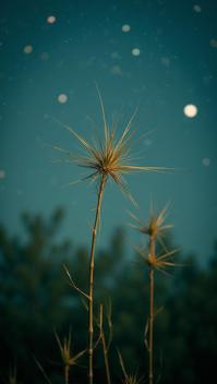 photograph, Hairy Bamboo , Stars in the sky, designed by Katia Chausheva Herbert List