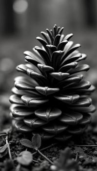 stylized by Michael Shainblum and Jamie Hawkesworth , photograph, Eastern Pinecone, Exceptional