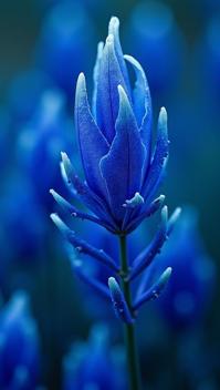 photograph, Jagged Bright Royal Blue and Silver Ironwood, in focus, Energetic