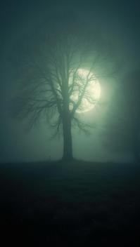by Mikko Lagerstedt and Signe Vilstrup, photograph, Bavarian Saturn s rings Yew , Bathed in shadows
