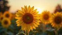 photograph, majestic, Sunflower, smooth