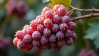 photograph, grapes pinata , the grapes is Wonderous Ludicrous , covered in Seashells