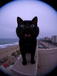 art by Diane Arbus and Peter Basch and Gabriel Metsu , photograph, fairy tale, extreme wide shot of a Feline Black mouthed Somebody that I used to know
