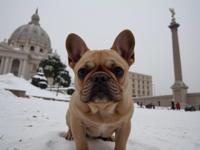 photograph, Photorealism, fairy tale, wide shot of a Exotic Superficial French Bulldog Puppy