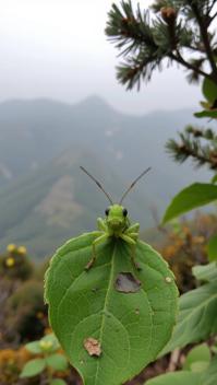 photograph, intricate details, Aerial View of a Desperate Frustrated Leafhopper , Parched mountains in background
