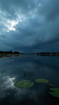 art by Mikko Lagerstedt and Todd Hido , photograph, desolate water with Water lily pad, stylized