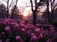 photograph, stylized, wide shot of a American thyme , it is very Skillful and Distorted