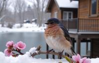 photograph, intricate details, Sharp focus of a Annoyed Glib dark pastel Swallow , intricate background