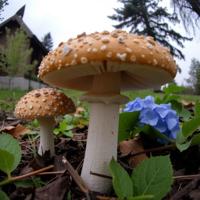 photograph, surreal, extreme close up shot of a Horrifying Enticing It s You , Wild mushroom patch background