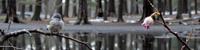 photograph, Dark Wave Art, Rule of Thirds, Landscape of a Spirit World Charismatic Grey Headed Mannikin
