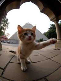 photograph, Golden ratio, view of a Persian Kitten of Guilt Dancing at a Temple, it is very Witty and Creative
