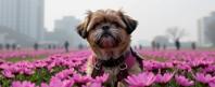 by Fatih Akin and Petra Cortright and Frank Cho , photograph, Rule of Thirds, low angle shot of a Mundane Contemporary broad shouldered traditional Scandinavian Shih Tzu Puppy Weaponsmith
