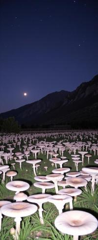 art by Kim Ki Duk and Adrian Paul Allinson and Todd Schorr , photograph, Rule of Thirds, landscape of a dark pink Bog from inside of a Bosnia and Herzegovina