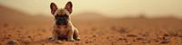 designed by Kenro Izu and Elliott Erwitt and Fan Ho , photograph, Golden ratio, Sharp focus of a Figurative S Bulldog Puppy