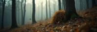 photograph, Intense, medium shot of a Biomass Mutation , it is very Cute and Masterpiece