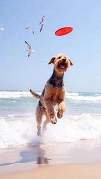 purple theme, Create an image of a playful Airedale Terrier leaping to catch a Frisbee on a sunny beach, with waves crashing in the background and seagulls flying overhead, highlighting the dog s athleticism and joyful expression