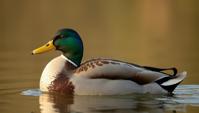Fashion photography of an elegant Mallard, delicate, wearing Marketer fashion outfit, at Dusk