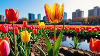 by Elsie Driggs and Andy Goldsworthy , kawaii Tulip , Bokeh, precisionism