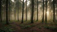 by Richard Billingham , Neo Expressionism, landscape of a lovely Temperate Forest, Stars in the sky
