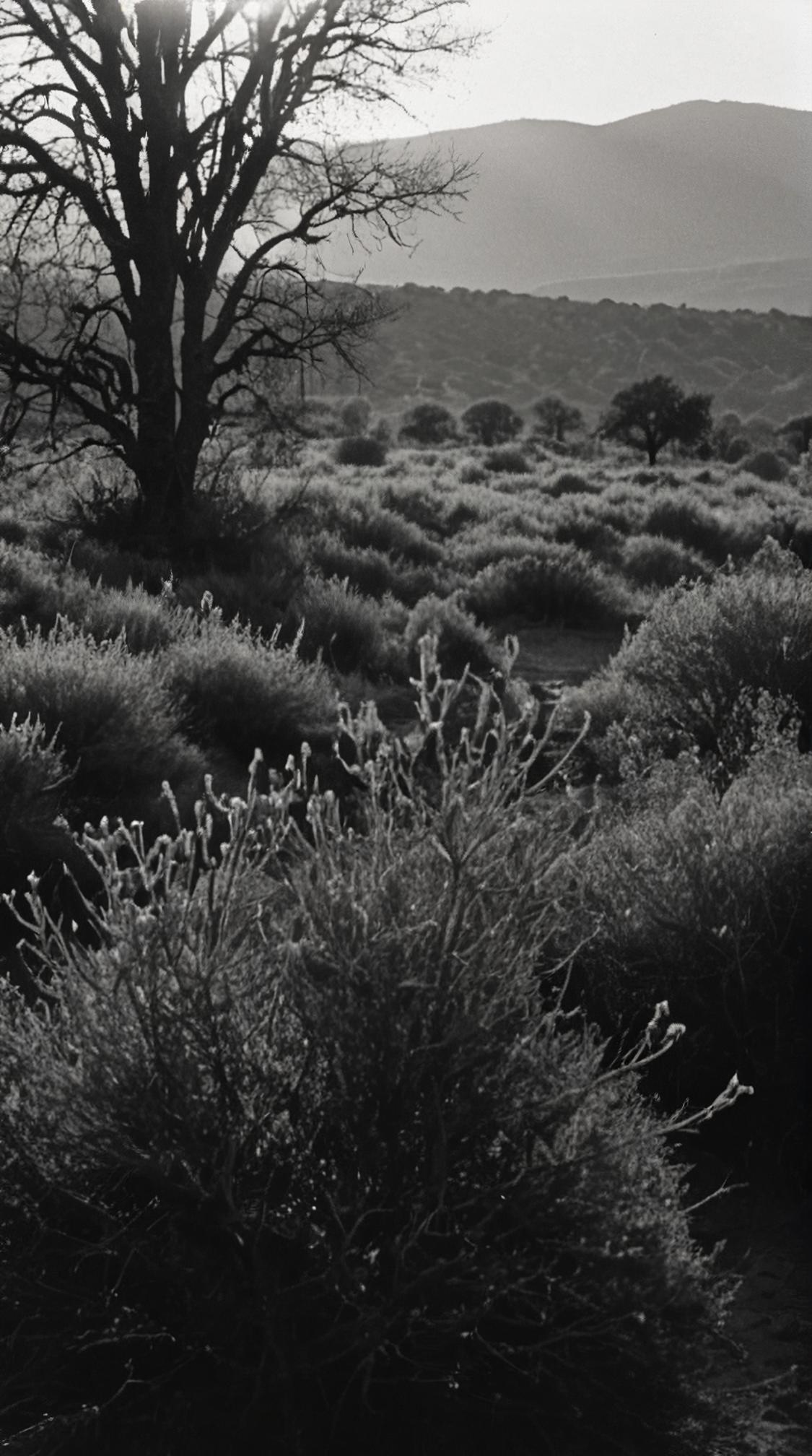 photograph, landscape of a Moving Shrubland and Alchemy symbols, soft light, Ilford HP