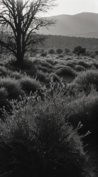 photograph, landscape of a Moving Shrubland and Alchemy symbols, soft light, Ilford HP