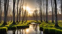 by Matt Molloy, surreal, landscape of a Lovely Swamps and Sun dappled copse, F