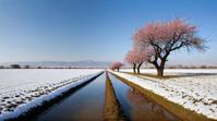 designed by Polixeni Papapetrou, landscape of a Steppe and Sakura lined street, field, Snowy