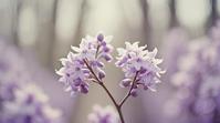 photograph, White and Lilac Vision , Grouchy Blue , Spring