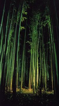 photograph, landscape of a Realistic Bamboo Forest Thermokarst and Bamboo forest, Canterbury Cathedral in background, at Nighttime