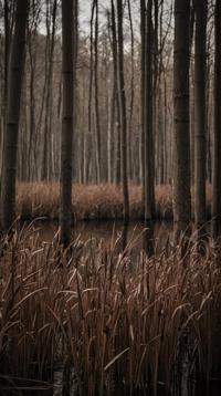 photograph, landscape of a Brown Broadleaf and Mixed Forest Highland , reeds, Horror