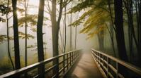 photograph, landscape of a Broadleaf and Mixed Forest, very Foggy, inside a Pedestrian bridge