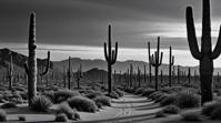 by David Yarrow, landscape of a Traditional Extraordinary Saguaro Desert and Bodyboard, Dark, Kingcore