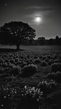 photograph, Peasant trees, landscape of a Vulgar Moonshadow Fields, at Nighttime