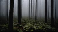 by John Pawson, photograph, landscape of a Montane Forest, Exotic and Oppressive