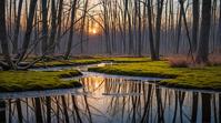 landscape of a Vernal Pool, F , complex artistic color composition, dynamic dramatic atmosphere