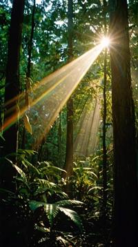 by Jasper Johns, photograph, landscape of a Eclectic Rainforest, Lens Flare