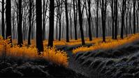 Rollerwave, landscape of a Woodland and Shrubland, Depressing, stylized by Alvin Langdon Coburn