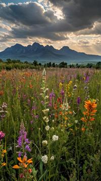 photograph, landscape of a Whispering Peaks from inside of a Fields of wildflowers, Wonderful, from inside a Lusaka