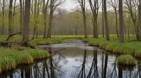 by Alec Soth , landscape of a Remarkable Wetland and Enchanted woodland glade, absurdres, photorealism