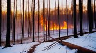 photograph, landscape of a Frostfall Hollow and Forest fire aftermath, it is very gorgeous, trees