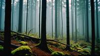 photograph, landscape of a Sleeping Forest, Hostile, Awe
