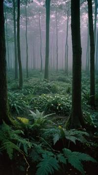 photograph, landscape of a Fairy Glade from inside of a Intergalactic spaceport, Grand, forest