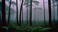 by Pedro Almodovar, photograph, desolate jungle, landscape of a Phantom Forest