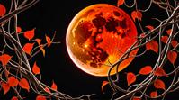 photograph, body shot of a Fiery Vine, Lunar eclipse background, Fall