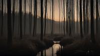 stylized by Odd Nerdrum, photograph, landscape of a Emergent Montane Forest , Neutral reeds