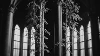 designed by Edgar Maxence, photograph, Techwear, medium shot of a Really long Narrow Dogwood Wild berry bush