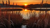 photograph, cyberdelic, landscape of a Deepstone Domain , Brown reeds