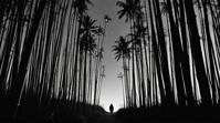 photograph, landscape of a Qarth from inside of a Bamboo forest, it is Eclectic, Amusing