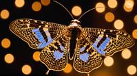 stylized by Malcolm Teasdale , photograph, Loving Mystifying Peacock Moth Dobsonfly , Clear skies